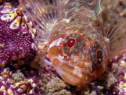 Triplefin, Kurnell by Doug Anderson 